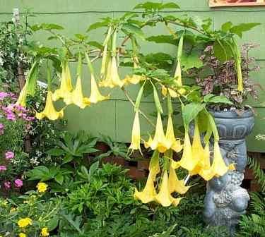 Yellow Angel's Trumpet, Wedding Bells,Brugmansia yellow form, copyright © almostedenplants.com