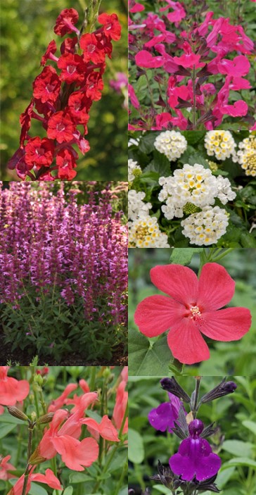 New Plants for Summer of 2026